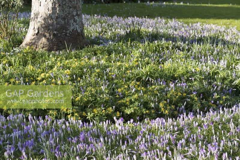 Naturalised Crocus tommasinianus and Eranthis hyemalis, winter aconites, on the front lawn at East Lambrook Manor in February