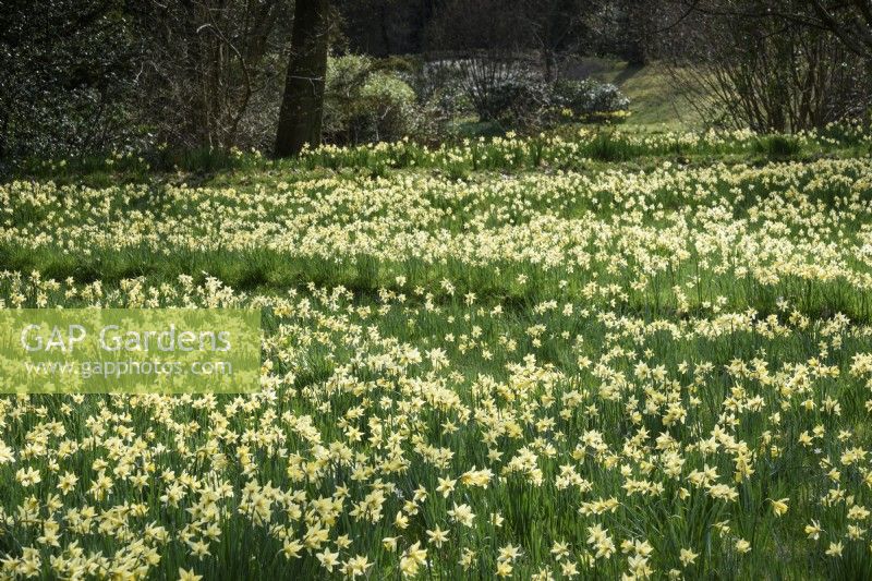 Narcissus pseudonarcissus in March