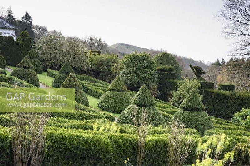 Formal garden of clipped yews and box parterres at Perrycroft, Herefordshire in March