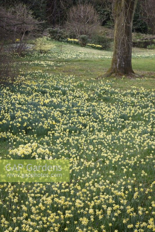 Wild daffodils, Narcissus pseudonarcissus, at Perrycroft, Herefordshire in March