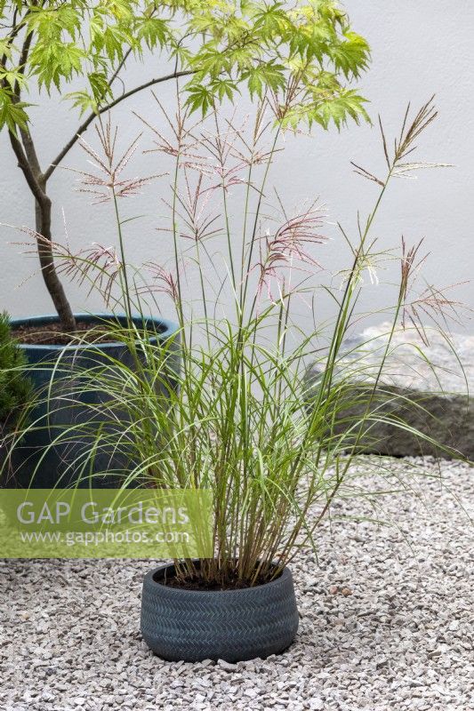 Miscanthus sinensis, Acer palmatum, in containers in small courtyard.  RHS Chelsea Flower Show 2021, A Tranquil Space in the City