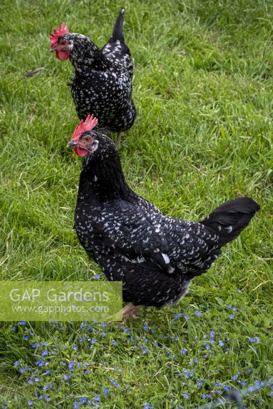 Free range Ancona Chickens on garden lawn