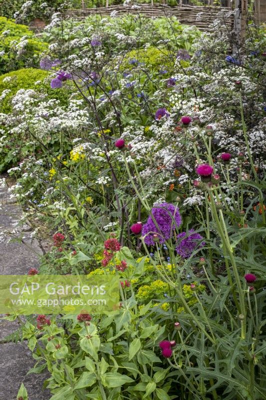 Informally planted cottage garden border with Anthriscus sylvestris 'Ravenswing', Allium 'Purple Sensation', Cirsium  and Centranthus ruber.