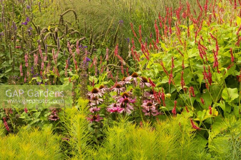 A close-up of plants in the Oudolf field in the Millennium Garden: Echinacea 'Rubinglow', Persicaria amplexicaulis 'Firedanse', Persicaria amplexicaulis 'Rosea' in the Pensthorpe Natural Park.