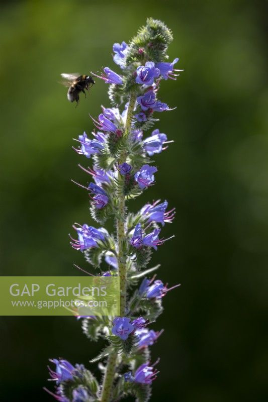 Bee on Echium vulgare - Viper's bugloss