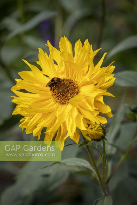 Bumblebee on Helianthus 'Monarch' AGM syn. Helianthus atrorubens 'Monarch' - sunflower