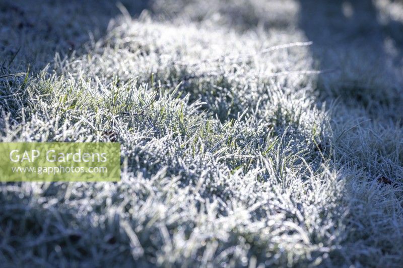 Frosted blades of grass on a lawn in winter