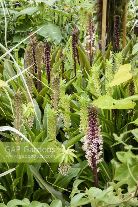 Bed of mixed eucomis including E. comosa and E. bicolor in August