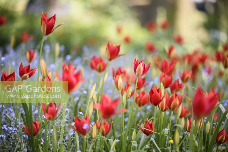 Tulipa sprengeri amongst forget-me-nots in May