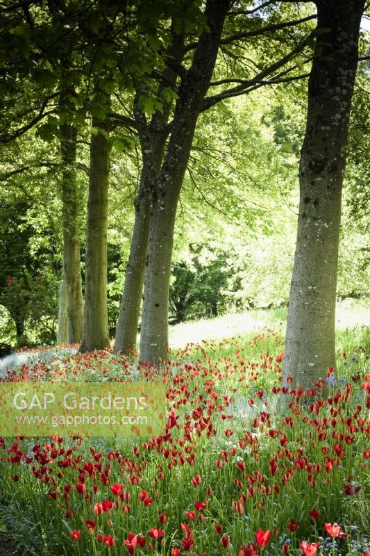 Tulipa sprengeri amongst forget-me-nots below an avenue of red oaks, Quercus rubra at the Old Rectory, Netherbury, Dorset in May