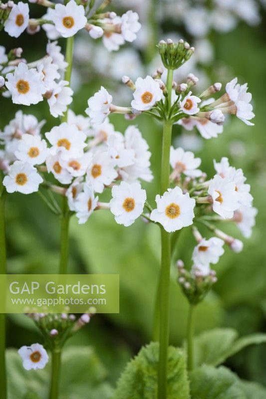 Primula japonica 'Postford White' in May