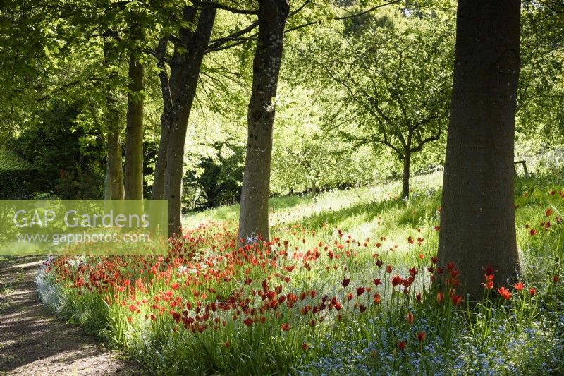 Naturalised Tulipa sprengeri amongst forget-me-nots below an avenue of red oaks, Quercus rubra, at the Old Rectory, Netherbury, Dorset in May