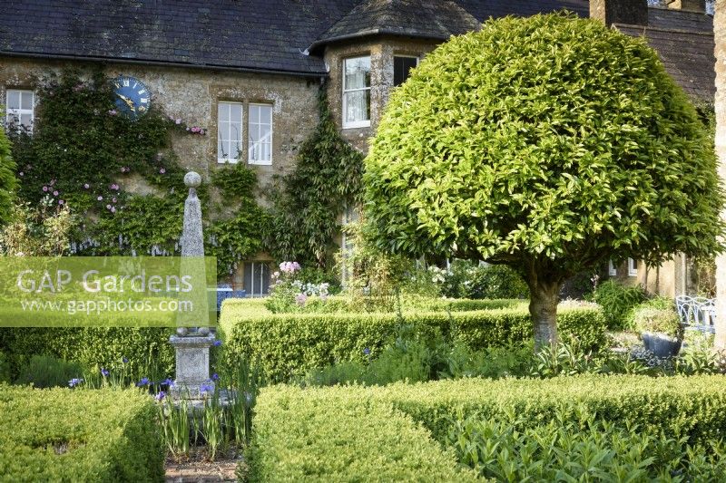 Formal courtyard garden with box hedges, clipped Portuguese laurels, Prunus lusitanica, and purple thalictrum around a central obelisk at the Old Rectory, Netherbury, Dorset in May