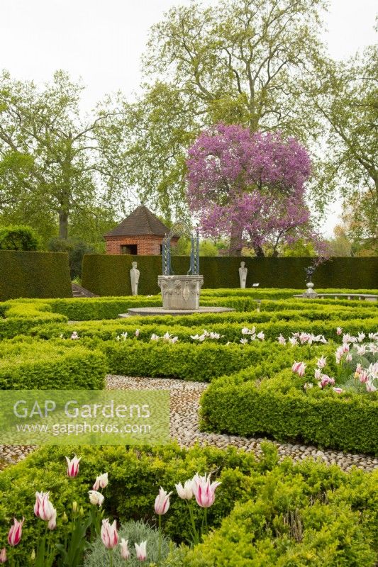 Tulipa 'Marilyn' surrounded by Box topiary - Buxus and a Judas Tree - Cercis siliquastrum in the Queen's Garden next to Kew Palace