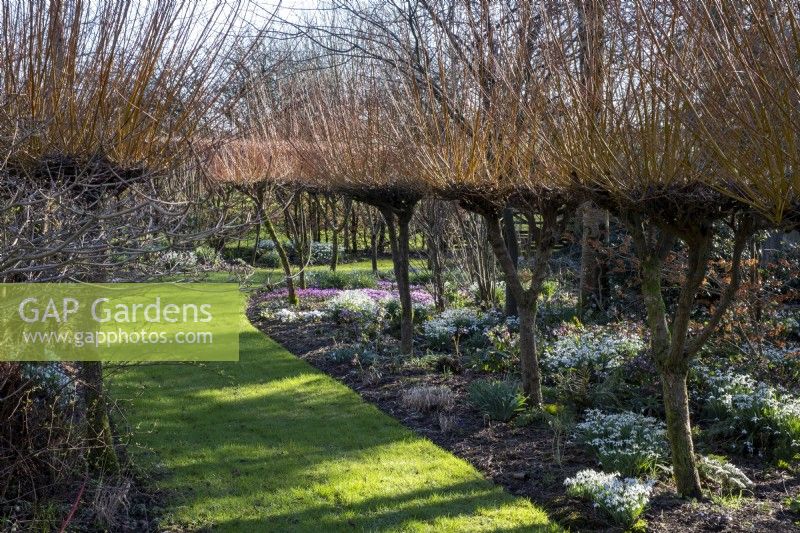 Grass path leads between Salix alba 'Britzensis', various snowdrops and Cyclamen coum in spring flowerbeds