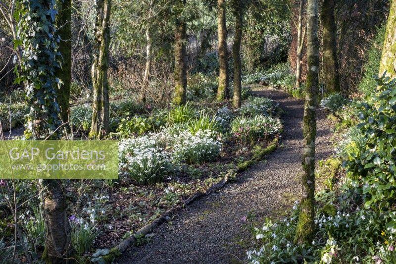 Path leading through spring woodland garden filled with snowdrops and Hellebores.  Logs used as path edgers