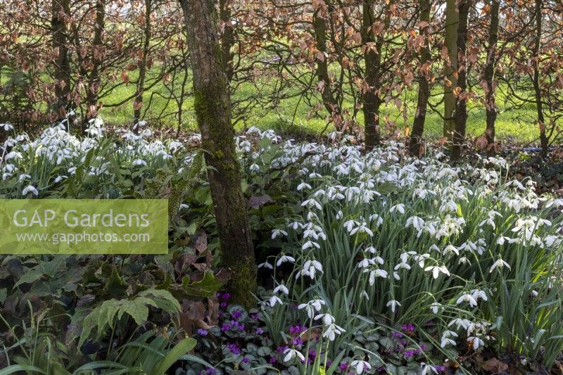 Galanthus 'S. Arnott' and Cyclamen coum in spring border