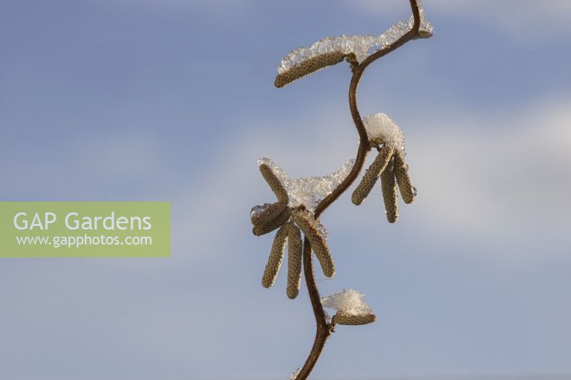 A close up image of a twisted hazel Corylus avellana 'Contorta' branch with yellow catkins and a light dusting of snow against a blue winter sky