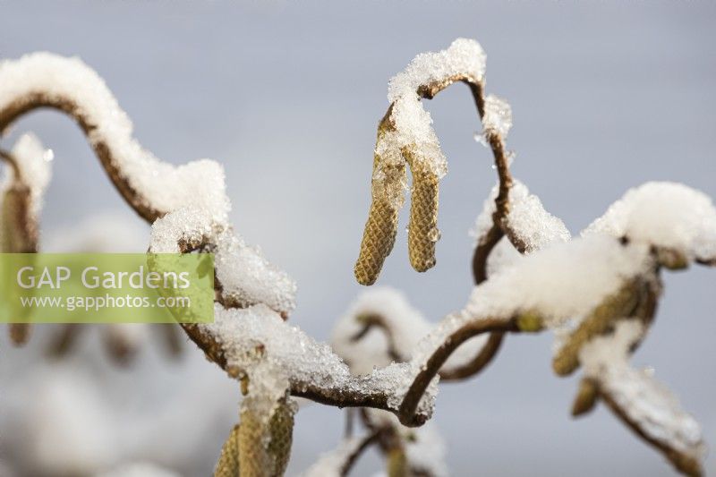 A close up image of a twisted hazel Corylus avellana 'Contorta' branch with yellow catkins and a light dusting of snow against a pale blue winter sky