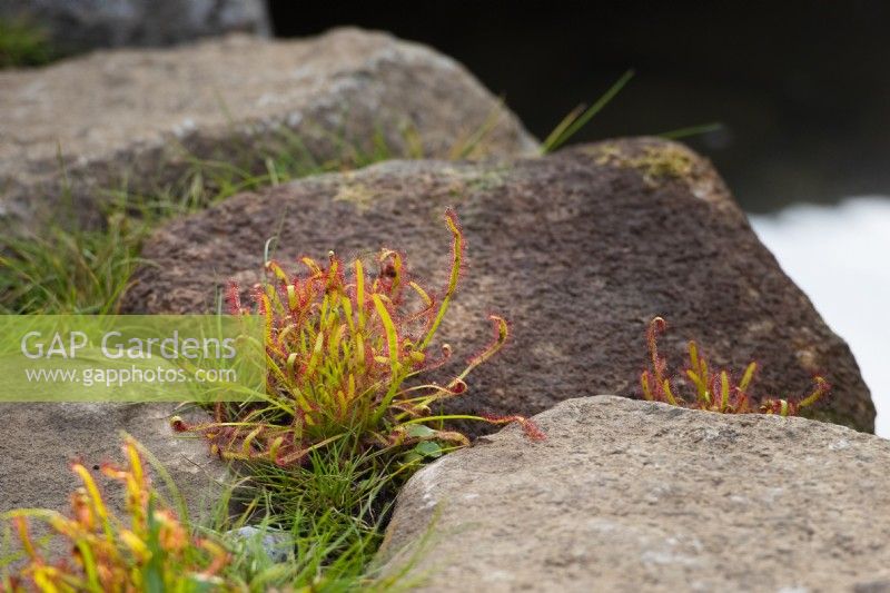 Drosera capensis. Sundew growing between rocks in a show garden. Bible Society: The Psalm 23 Garden, Designer: Sarah Eberle, RHS Chelsea Flower Show 2021.