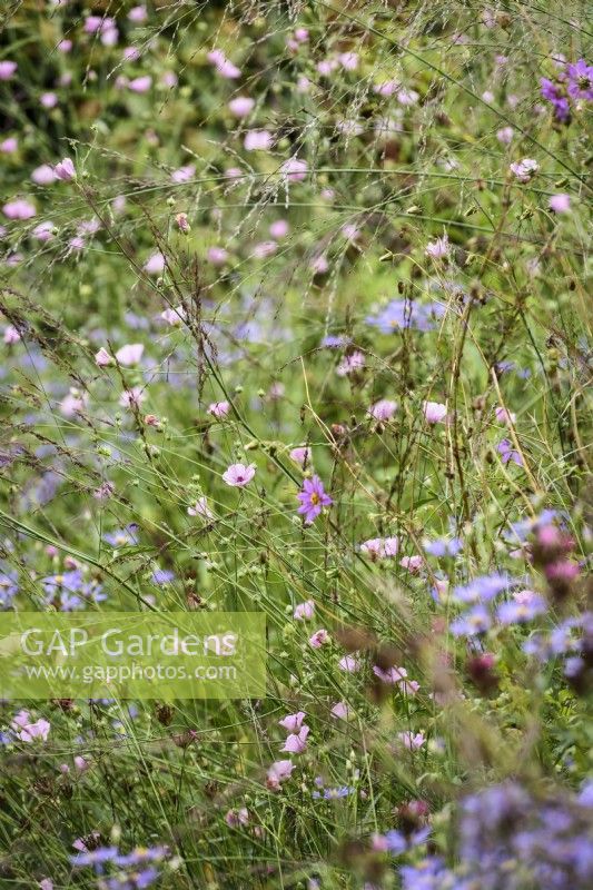 Althaea cannabina surrounded by asters and Molinia 'Transparent' in August