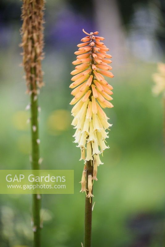Kniphofia 'Tawny King' in August