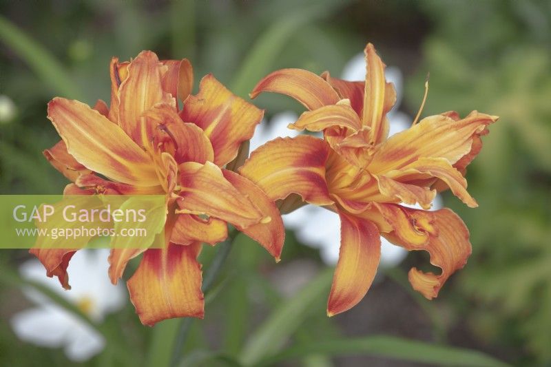 Hemerocallis fulva 'Kwanso' Double orange day lily