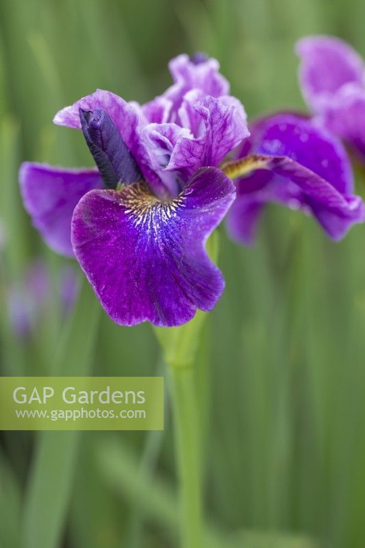 Iris siberica 'Roaring Jelly'