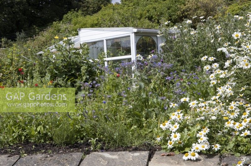 An old conservatory has been repurposed to make a summerhouse/greenhouse amongst prolific cottage garden style planting including ox-eye daisy, borage and forget-me-not. Derrydown, an NGS garden. July. Summer. 