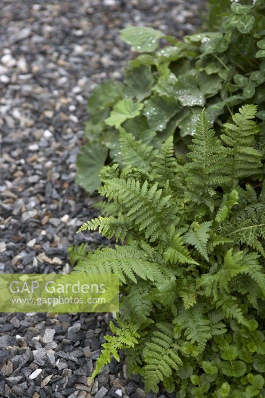 Foliage interest border. Detail with fern, Alchemilla mollis, Trifolium pratense and coarse gravel.
