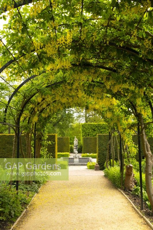 An arched Pergola and walkway covered with Laburnum anagyroides - Common Laburnum in the Queen's Garden at Kew Gardens