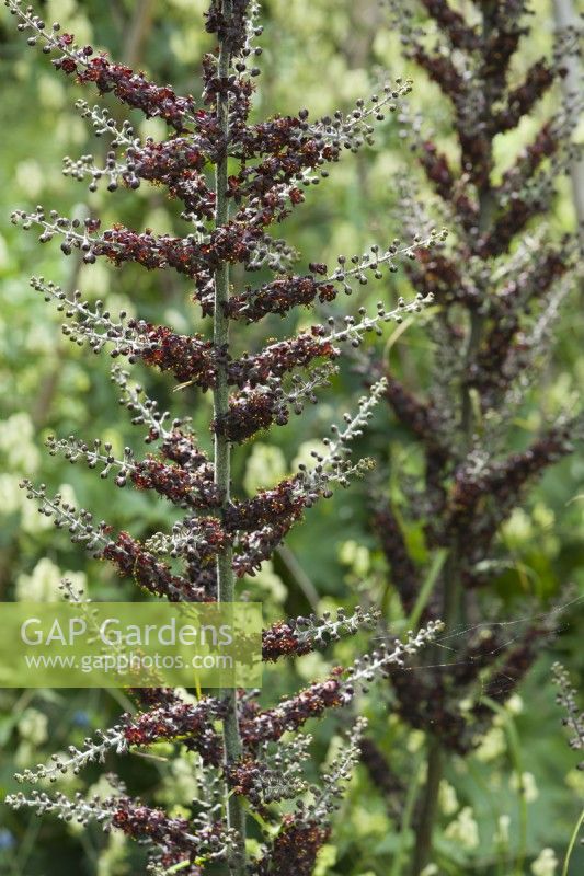Veratrum nigrum - black false hellebore - close up of flowers in July