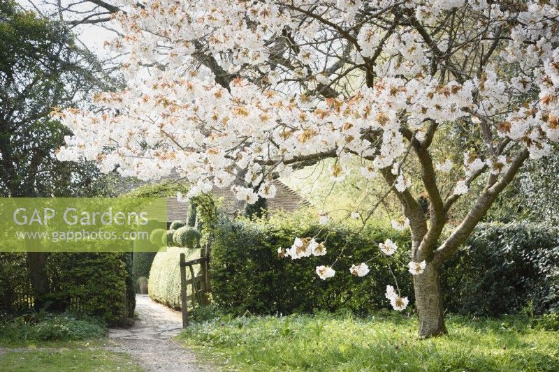 Prunus 'Tai-haku', the great white cherry, frames the entrance to the garden at Balmoral Cottage, Kent in April.