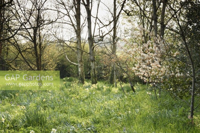 Naturalistic area with Amelanchier lamarckii and daffodils at Balmoral Cottage, Kent in April