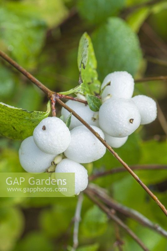 Symphoricarpos albus var. laevigatus - snowberry. November