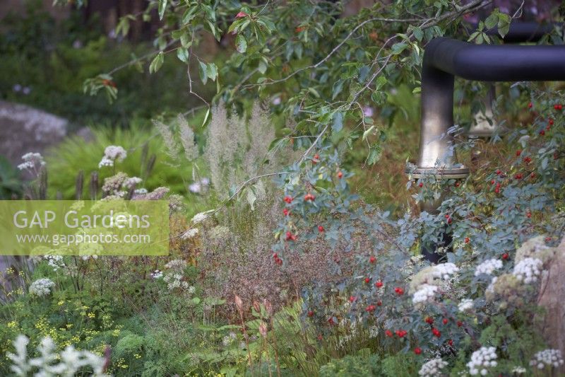 The M and G Garden. Designers: Hugo Bugg and Charlotte Harris. Reclaimed dark metal pipework contrasting soft planting with Selinum wallichianum,  Calamagrostis brachytricha, Pennisetum alopecuroides 'Cassian' and Rosa glauca.