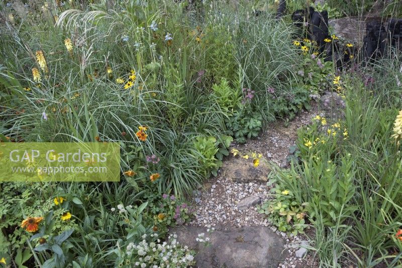 Rough gravel path through naturalistic planting of Helenium 'El Dorado', Kniphofia 'Tawny King', crocosmia, Astrantia 'Large White', Salvia uliginosa and mixed grasses.