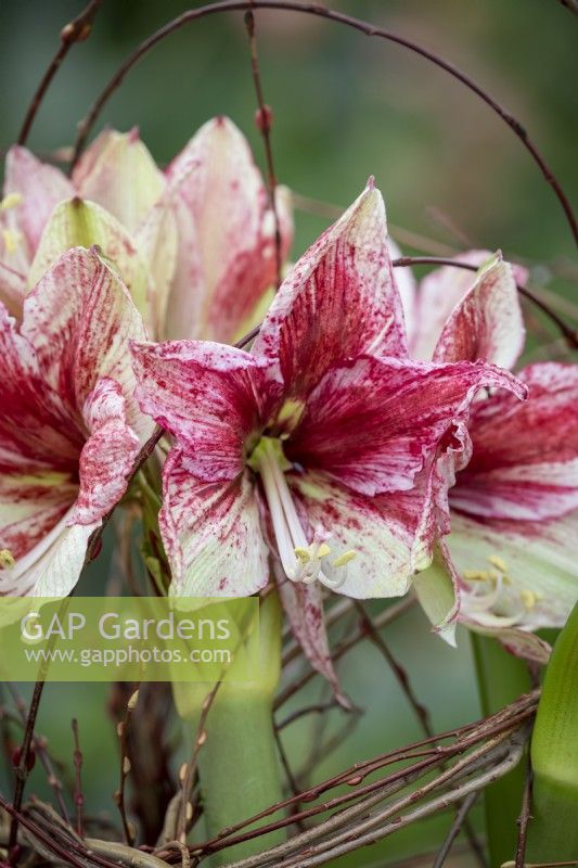 Hippeastrum Galaxy Group 'Tosca' with supporting twig framework
