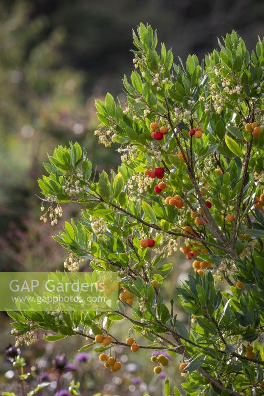 Arbutus unedo - Strawberry tree, Dalmatian strawberry, Killarney strawberry, Cane apple