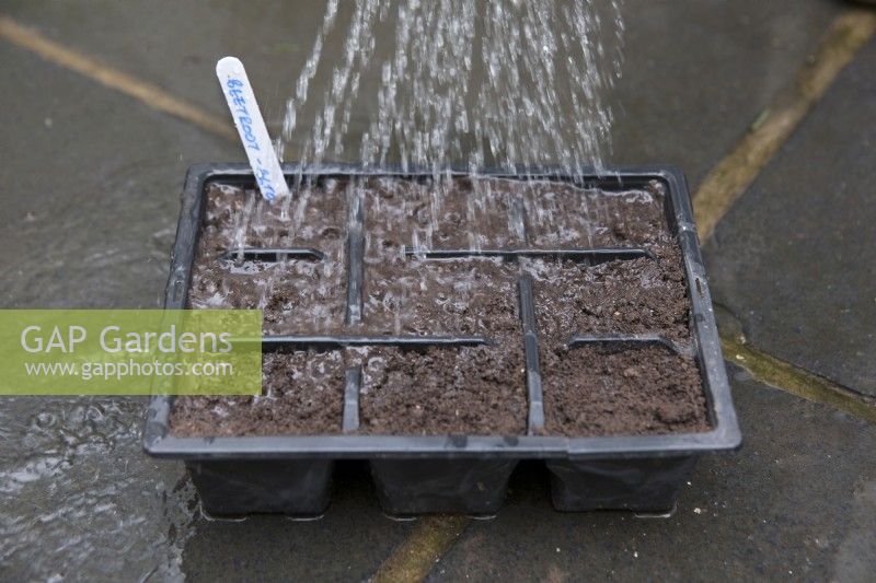Gentle watering before sowing Beetroot 'Alto' in modules