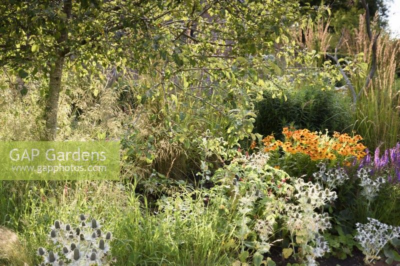 Border with Eryngium giganteum, salvias and heleniums below Malus 'Evereste' at College Barn, Somerset in July