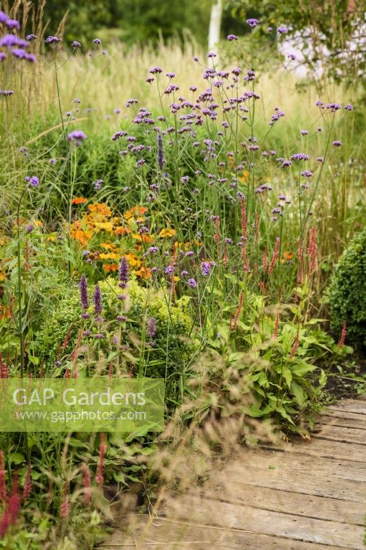 Border featuring Verbena bonariensis, heleniums, persicarias and grasses around clipped box in July
