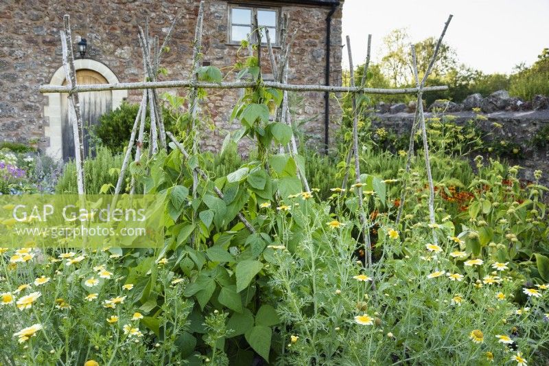 Hazel supports for runner beans in the vegetable garden surrounded by flowers including Chrysanthemum coronarium at College Barn, Somerset in July