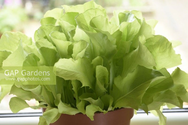Lactuca sativa  'Clarion'  Letuce grown in pot on windowsill for salad leaves  July
