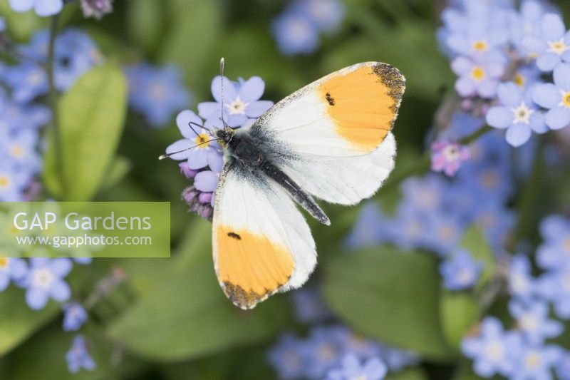 Anthocharis cardamines - Male Orange Tip Butterfly feeding from Forget-me-not flowers
