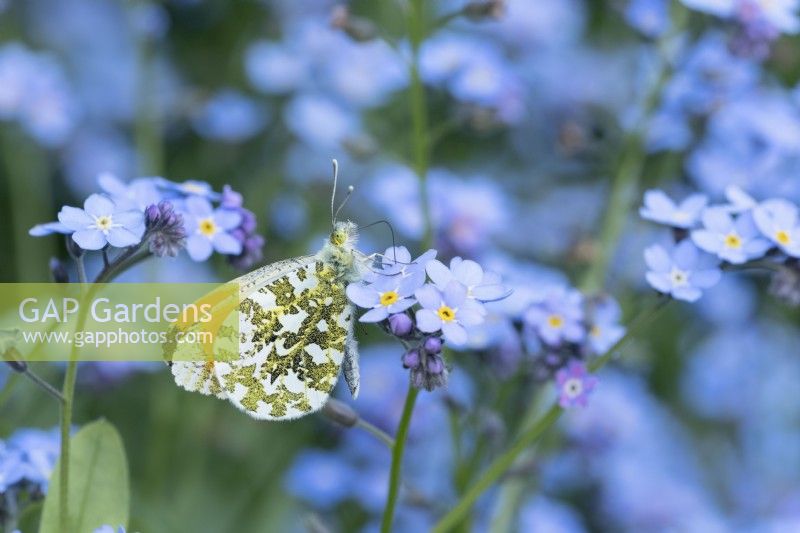 Anthocharis cardamines - Male Orange Tip Butterfly feeding on Forget-me-not flowers