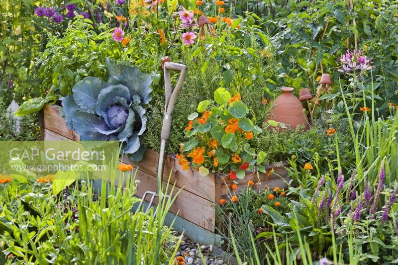 Raised bed with vegetables, herbs and flowers - cabbage, basil, oregano, rosemary, nasturtium, Dahlia, Cleome, thyme, Iranian germander and marigolds.