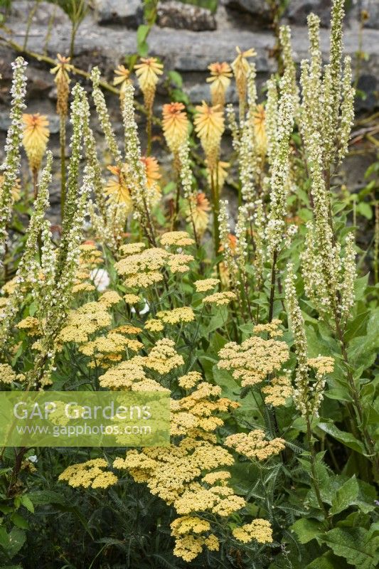 Achillea 'Terracotta' with white Verbascum chaixii 'Album' and Kniphofia 'Tawny King' in July at College Barn, Somerset