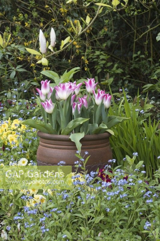 Tulipa 'Whispering dream' in container with Primulas, Myosotis and Magnolia in spring border
