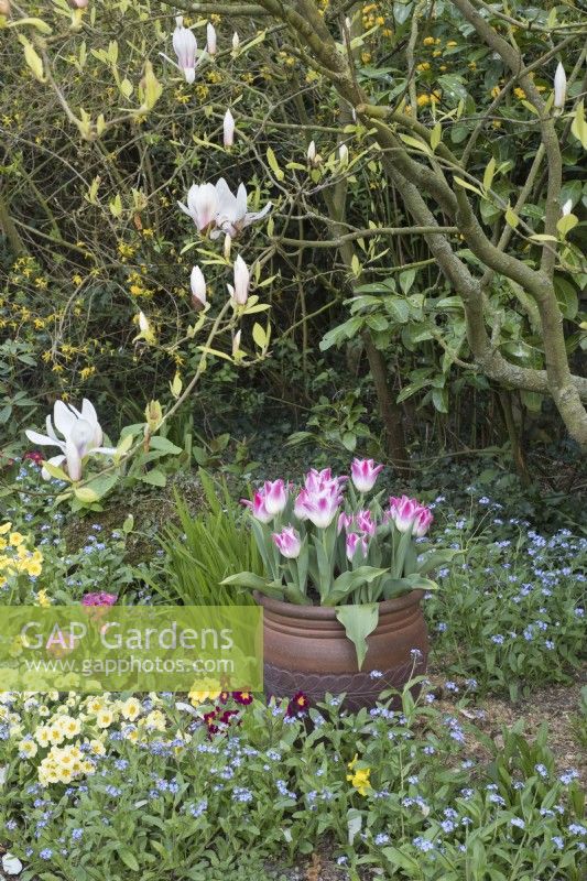 Tulipa 'Whispering dream' in container with Primulas, Myosotis and Magnolia in spring border